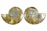 Cut & Polished Crystal-Filled Ammonite Fossil - Madagascar #354109-1